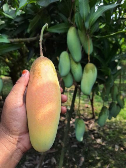 ব্যানানা ম্যাংগো