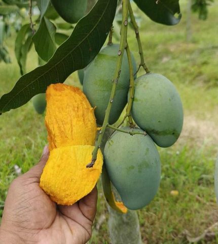 আমরুপালি আম