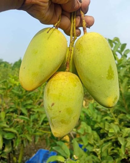 কাটিমন আম