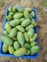 কাঁচা মিঠা আম - Image 2