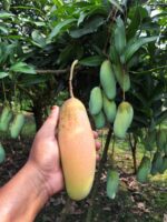 ব্যানানা ম্যাংগো - Image 3