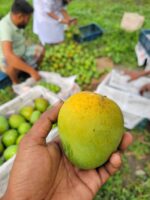 হিমসাগর আম - Image 4