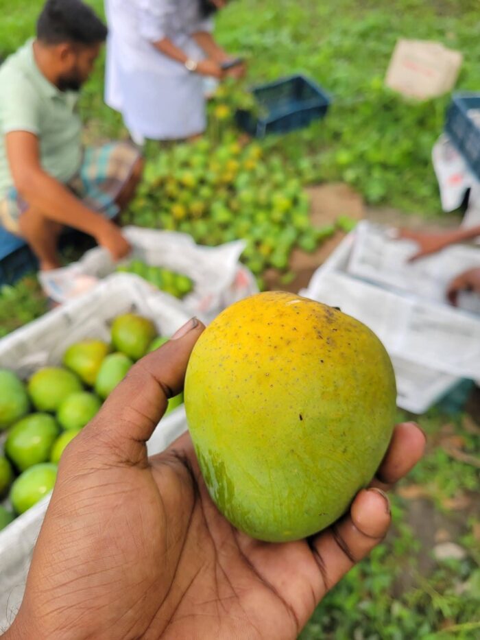 হিমসাগর আম - Image 4