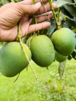হিমসাগর আম - Image 5