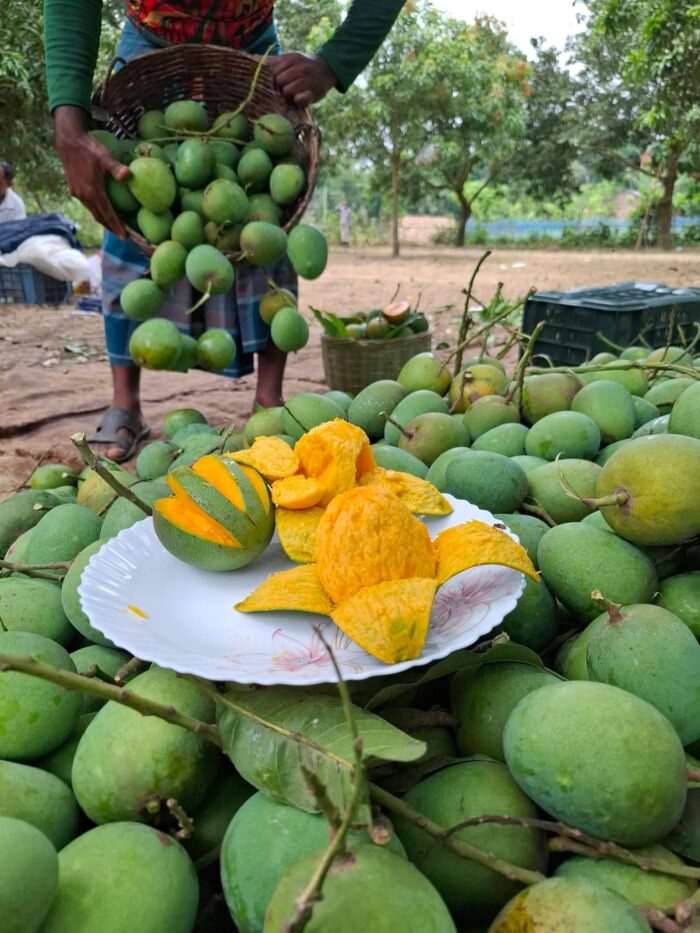 গোবিন্দভোগ - Image 5