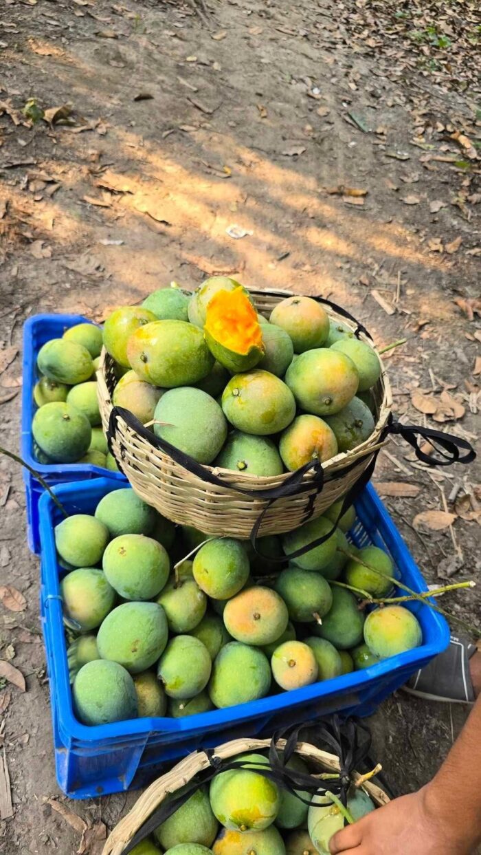 গোবিন্দভোগ - Image 6