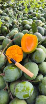 গোবিন্দভোগ - Image 4