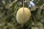 গৌড়মতি - Image 3