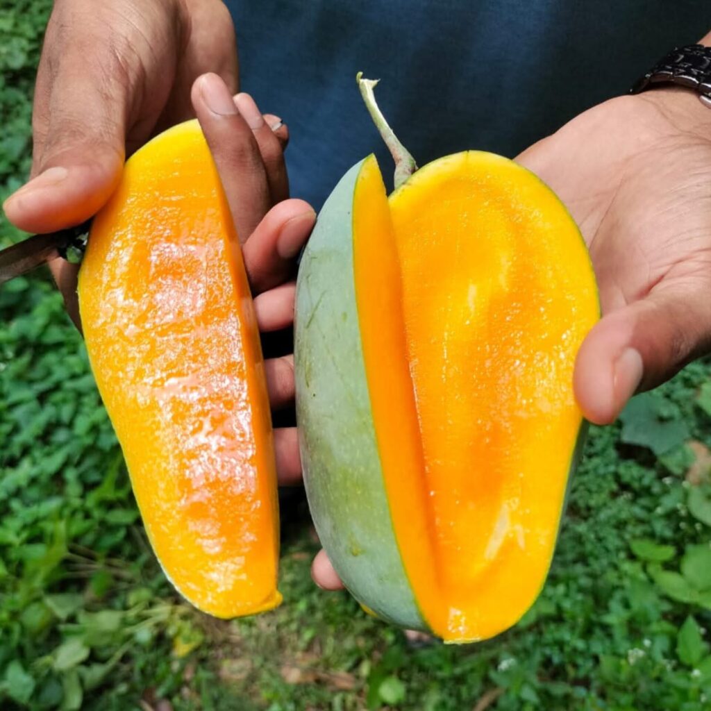 Nak-Fazli-Mango-1-1024x1024-1.jpeg নাক ফজলি - Image 1