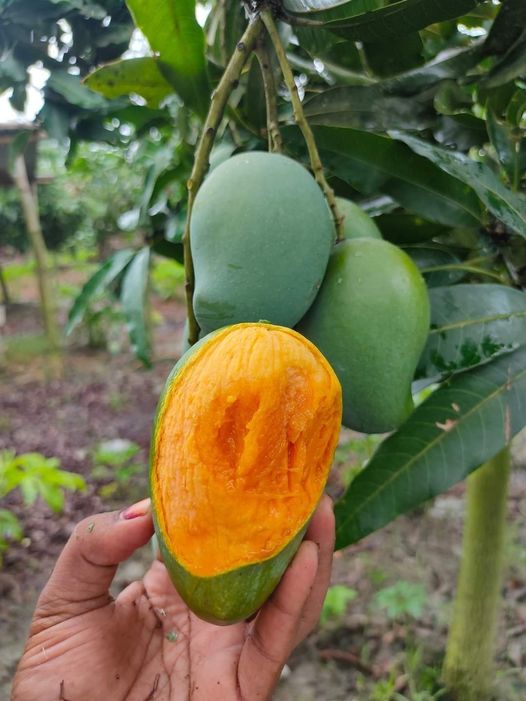 amru.jpg আম রুপালি - Image 1