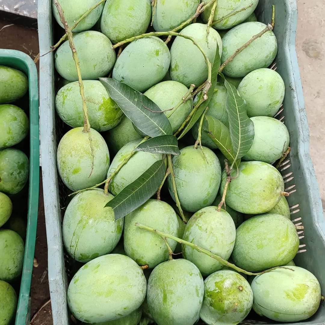 langra_chapai-Rajshahi.jpg ল্যাংড়া আম - Image 1