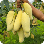 ব্যানানা ম্যাংগো - Image 2